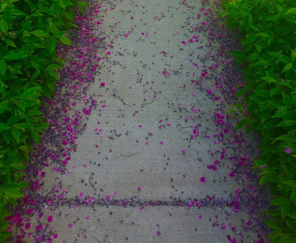 Fallen flower petals on sidewalk